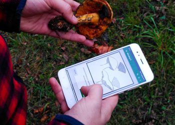 Tecnoloxía viguesa para identificar cogomelos