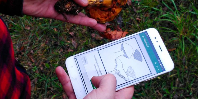 Tecnoloxía viguesa para identificar cogomelos