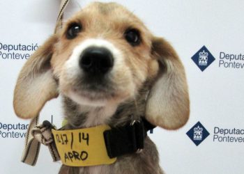 O CAAN da Deputación bate o récord de adopcións de cans nun ano