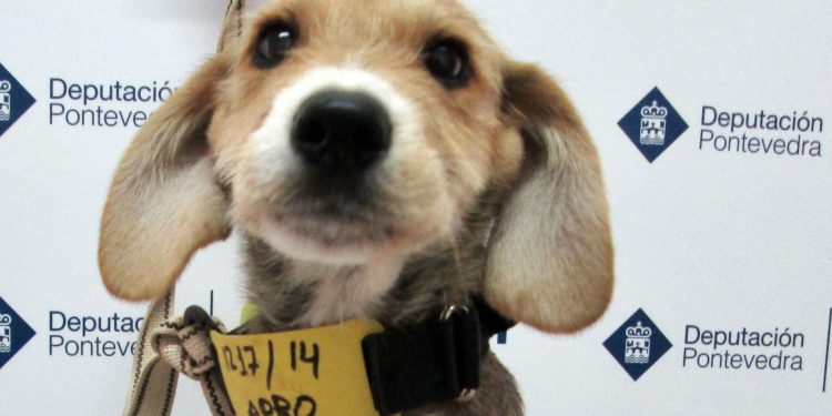 O CAAN da Deputación bate o récord de adopcións de cans nun ano