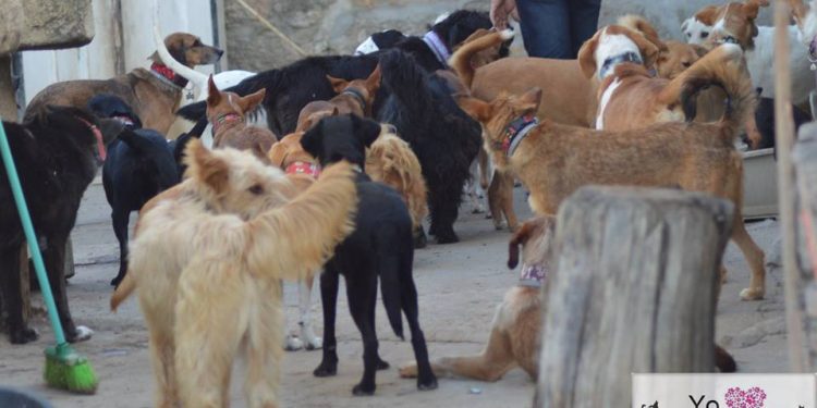 Recogida solidaria en Vigo en favor de cuatro protectoras de animales