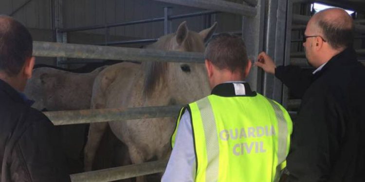 Carne de caballo destinada a VigoZoo acabó para consumo humano