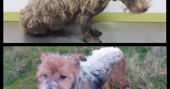 A nova vida de “Salo”, o yorkshire atopado en pésimas condicións hai tres meses