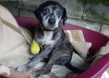 La Guardia Civil investiga a un vecino de Moaña por amputarle una pata a su perro