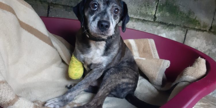 La Guardia Civil investiga a un vecino de Moaña por amputarle una pata a su perro