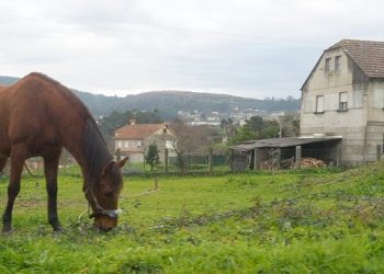Caballos urbanitas