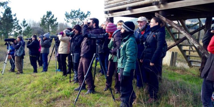 As demandadas rutas para ‘voar nas Rías Baixas’ volven con cinco saídas ornitolóxicas
