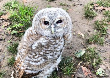 La Policía Local rescata un cárabo común en el parque de Castrelos