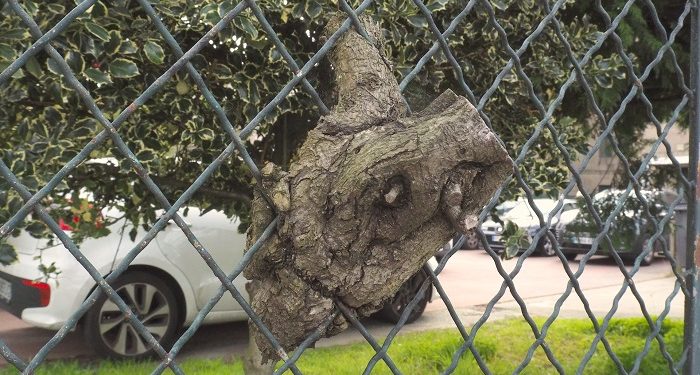 Atrapada en la alambrada