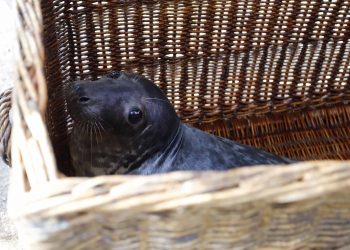 «Silbur» inicia el viaje de regreso de Vigo al Gran Sol