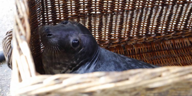 «Silbur» inicia el viaje de regreso de Vigo al Gran Sol