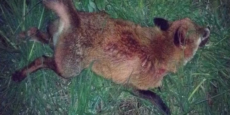 Muere un zorro en Vigo tras ser atropellado en Arquitecto Palacios