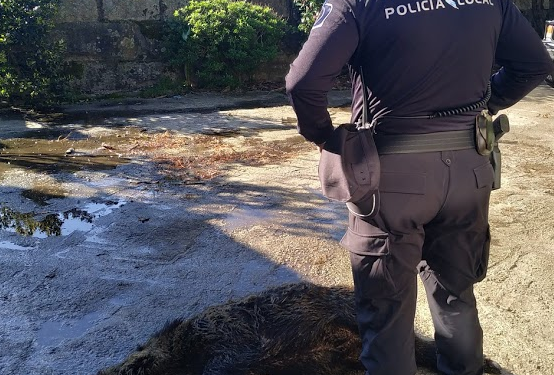 La Policía Local de Tomiño abate a un jabalí tras un accidente de tráfico