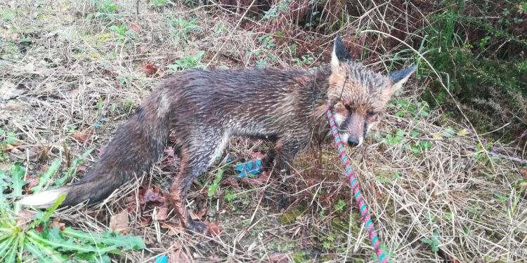 La Policía Local captura un zorro que transitaba por la calzada en Ricardo Mella