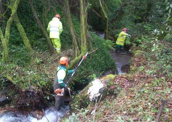 Limpeza de especies invasoras no río Pexegueiro