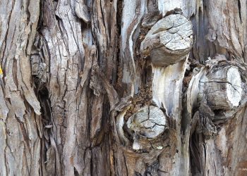 Cuestiones importantes sobre el coronavirus