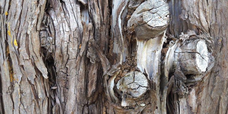 Cuestiones importantes sobre el coronavirus