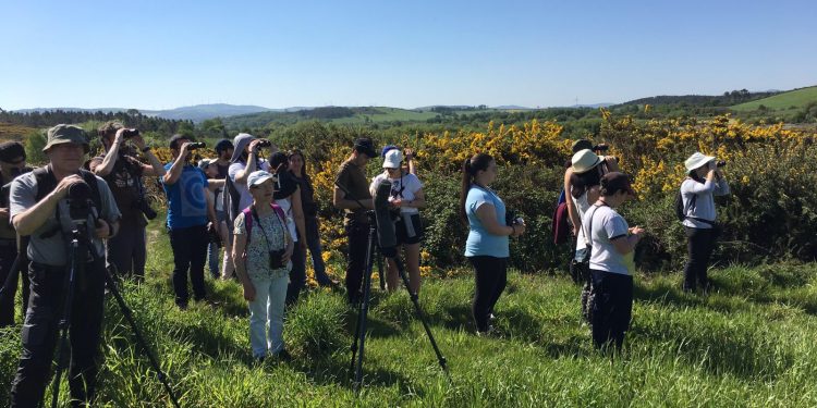As rutas ornitolóxicas de ‘Voando nas Rías Baixas’ chegan ao esteiro do Miño e á Ramallosa