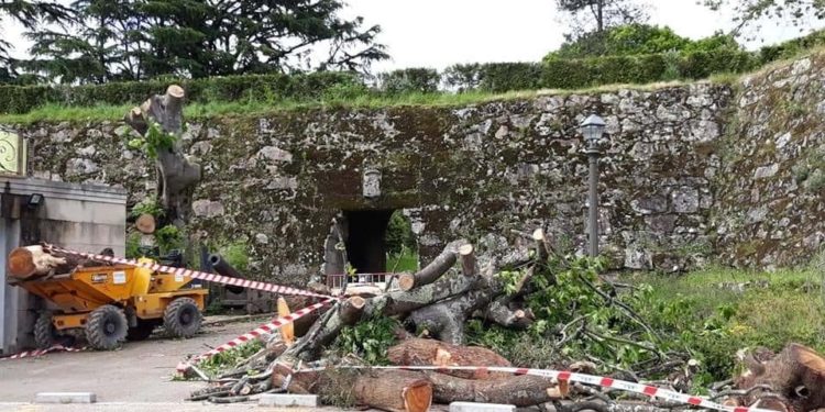 Ecoloxistas denuncian que o Concello de Vigo talla árbores nobres en bo estado no Castro