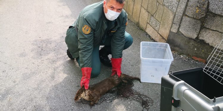 La Guardia Civil rescata una nutria en A Illa de Arousa