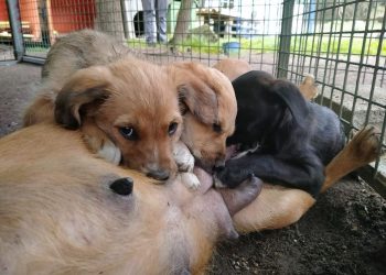 Ponteareas apoia á protectora de animais Os Biosbardos con 5.000 euros