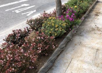 Quién cuidará las flores