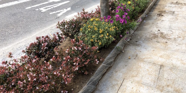 Quién cuidará las flores