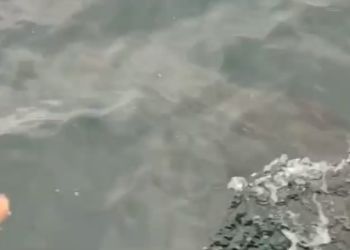 Avistan un tiburón peregrino de gran tamaño en la ría de Vigo