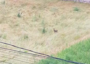 Dos corzos se acercan a las viviendas en Vigo durante el confinamiento