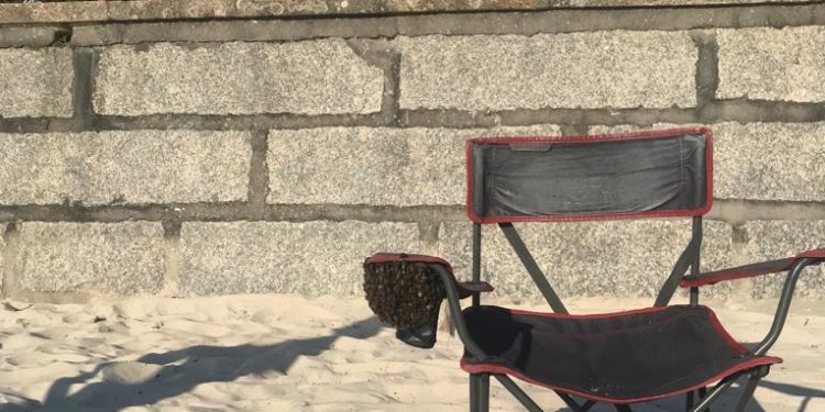 Un bañista descubre un enjambre de abejas en la silla en la que tomaba el sol en Samil