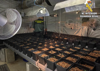 La Guardia Civil desmantela una plantación de marihuana en Tomiño