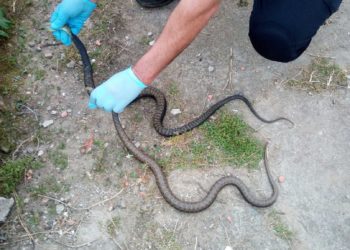 La aparición de serpientes propicia ocho nuevas intervenciones policiales en Vigo