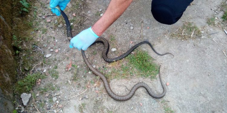La aparición de serpientes propicia ocho nuevas intervenciones policiales en Vigo