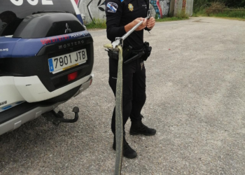 La Policía Local retira dos serpientes de distintas parroquias de Vigo