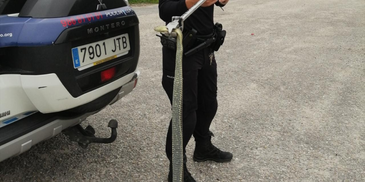 La Policía Local retira dos serpientes de distintas parroquias de Vigo