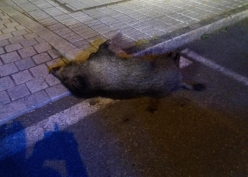La Policía Local abate a un jabalí “agresivo” en Vigo