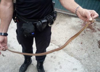 Rescatan una serpiente dentro de una casa de Vigo y a un polluelo del parque infantil de A Bouza