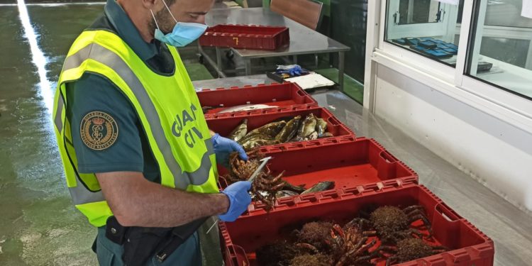 Requisan en Baiona una partida de marisco y pescado extraído de forma ilegal