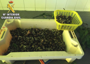 Sorprenden a dos vigueses vendiendo marisco furtivo en un vivero en O Morrazo