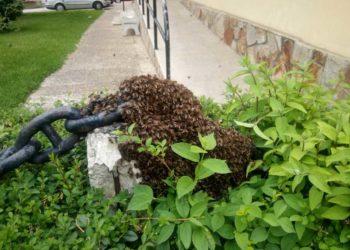 Un enjambre de abejas sorprende a los vecinos de A Bouza
