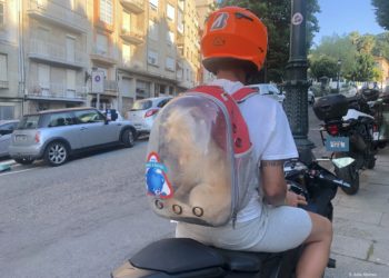 Para llevar el perro