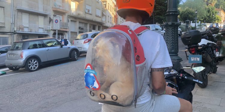 Para llevar el perro