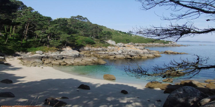 Visitas guiadas a cinco bosques «terapéuticos» da provincia para conectar coa natureza