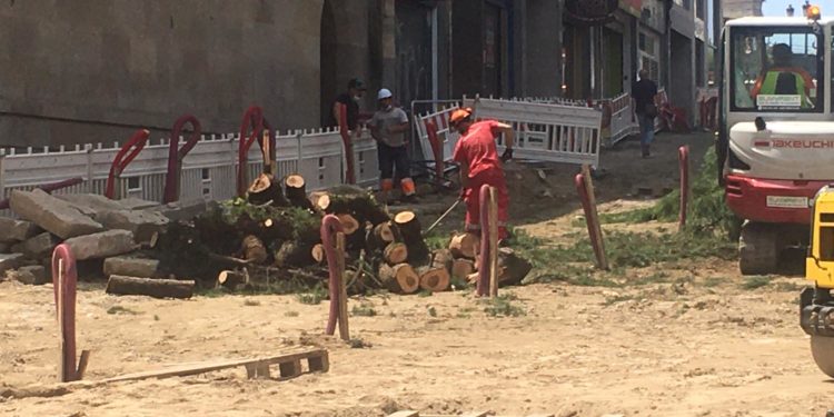 Dos árboles de gran porte se vienen abajo en la Ronda Don Bosco