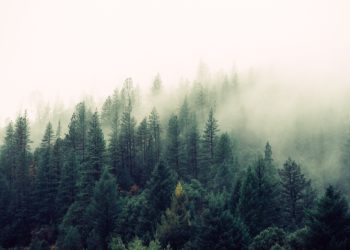 Abre o prazo de inscrición para visitar os ‘bosques terapéuticos’ da provincia