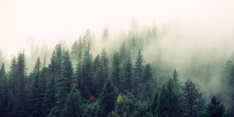 Abre o prazo de inscrición para visitar os ‘bosques terapéuticos’ da provincia
