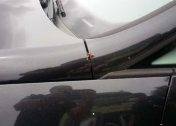 Un conductor de Vigo se encuentra un nido de avispas en el motor al volver a su coche