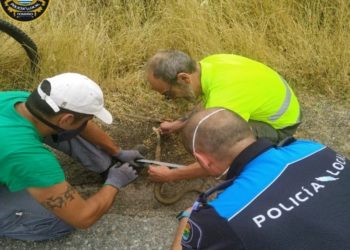 Liberan una serpiente localizada en un camión procedente de Oporto