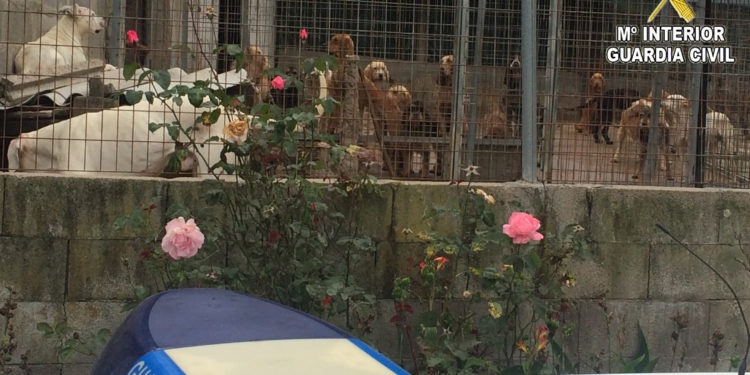 Investigan al dueño de unos perros que supuestamente mataron las gallinas y conejos de un vecino de Mos