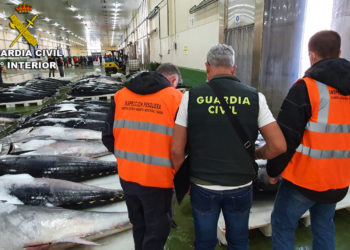 La Guardia Civil intercepta en Vigo una partida de 30 toneladas de atún rojo